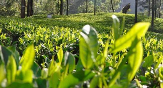 சந்தையில் தேயிலை விலை வீழ்ச்சி